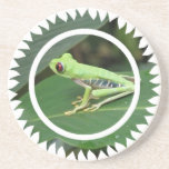 Red Eye Green Tree Frog Coasters