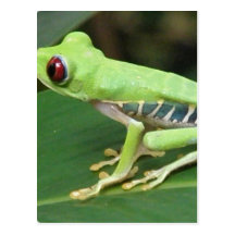 Red Eye Green Tree Frog Postcard