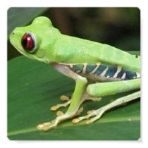 Red Eye Green Tree Frog Print