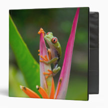 Red-eye tree frog, Costa Rica 2 3 Ring Binders