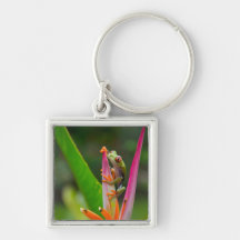 Red-eye tree frog, Costa Rica 2 Key Chains