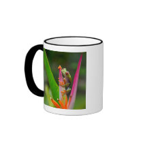 Red-eye tree frog, Costa Rica 2 Mug