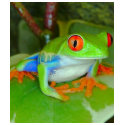 red_eye_tree_frog t-shirts by danie83 red_eye_tree_frog t-shirts