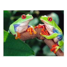 Red Eye Treefrog Pair, Agalychinis callidryas, Postcard