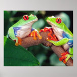 Red Eye Treefrog Pair, Agalychinis callidryas, Print