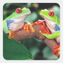 Red Eye Treefrog Pair, Agalychinis callidryas, Stickers
