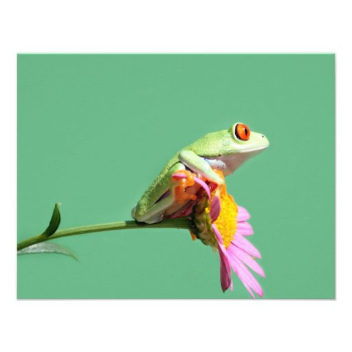 red eyed tree frog announcement