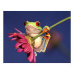 red eyed tree frog announcements