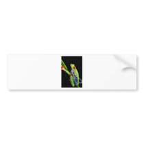 red eyed tree frog bumper stickers