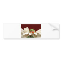 red eyed tree frog bumper sticker