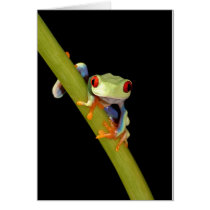 red eyed tree frog greeting cards