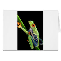 red eyed tree frog cards