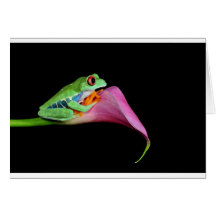 red eyed tree frog card