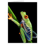 red eyed tree frog cards