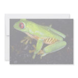 Red-eyed tree frog, Costa Rica Custom Announcements