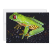 Red-eyed tree frog, Costa Rica Personalized Announcements