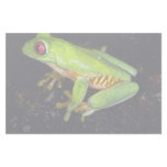 Red-eyed tree frog, Costa Rica stationery
