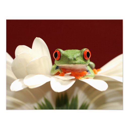 red eyed tree frog custom announcements