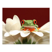 red eyed tree frog custom invitations