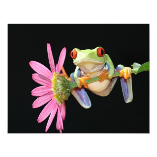red eyed tree frog custom invite