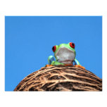 red eyed tree frog custom invites