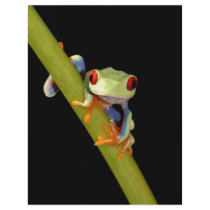 red eyed tree frog flyer