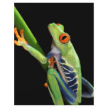 red eyed tree frog flyers
