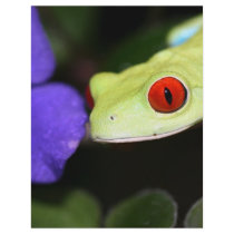 red eyed tree frog full color flyer