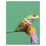 red eyed tree frog flyers