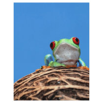 red eyed tree frog personalized flyer