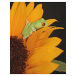 red eyed tree frog flyers