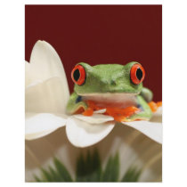 red eyed tree frog custom flyer