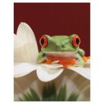 red eyed tree frog flyers