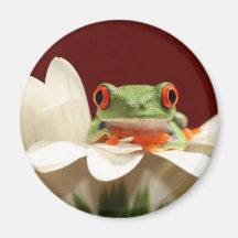 red eyed tree frog fridge magnet
