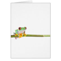 red eyed tree frog greeting cards