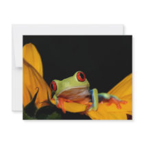 red eyed tree frog custom announcements