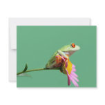 red eyed tree frog announcement