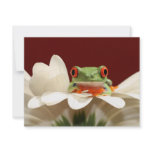 red eyed tree frog custom invitations