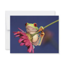 red eyed tree frog announcements