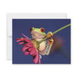 red eyed tree frog announcements