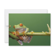 red eyed tree frog personalized announcements