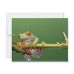 red eyed tree frog personalized announcements