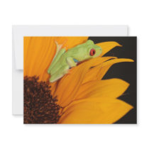 red eyed tree frog announcements
