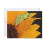 red eyed tree frog announcements