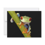 red eyed tree frog personalized announcement
