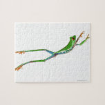Red eyed tree frog jumping jigsaw puzzle