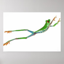 Red eyed tree frog jumping print