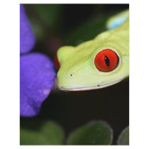red eyed tree frog letterhead template