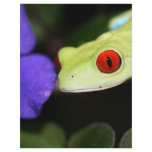 red eyed tree frog letterhead template