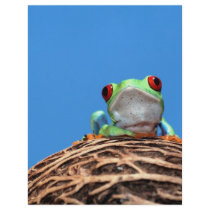 red eyed tree frog personalized letterhead
